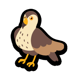 Hawk